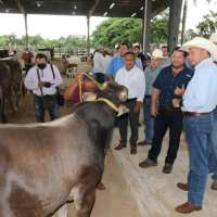 Trazabilidad, movilidad e identificación del ganado, propuesta para Ley Ganadera en Yucatán