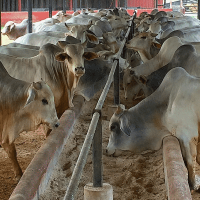 Manejo de ganado bovino productor de carne estabulado