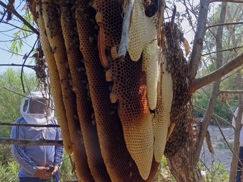 Promueven mejoramiento genético de abejas para mitigar la “africanización”